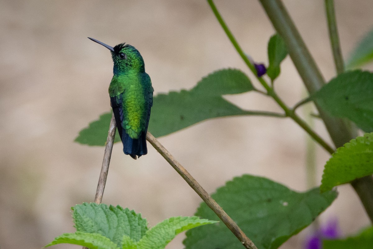 kolibřík modroocasý - ML619222050