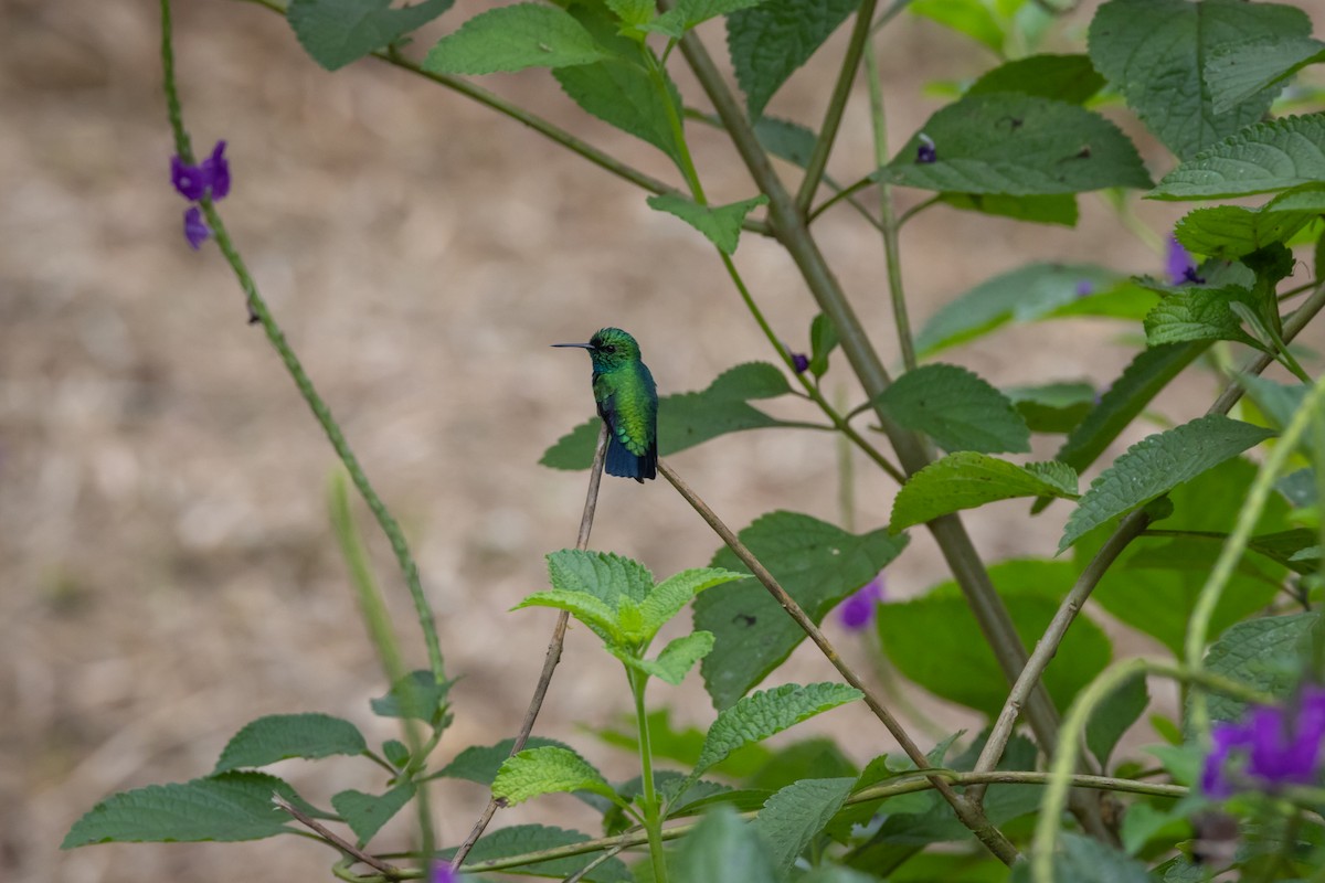 Blue-tailed Emerald - ML619222051
