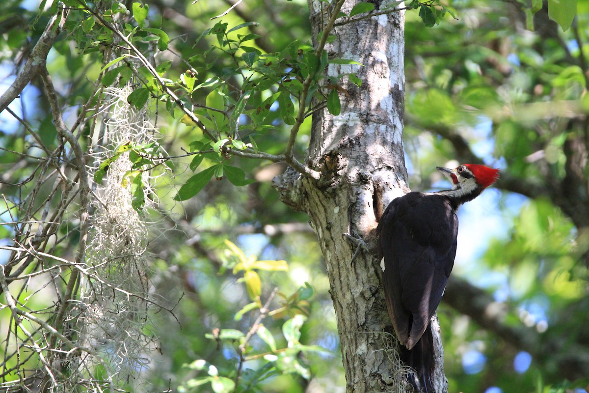 Pileated Woodpecker - ML619222053