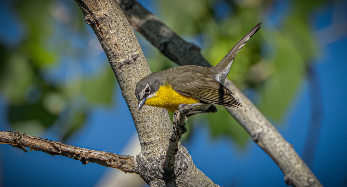 Yellow-breasted Chat - ML619222057