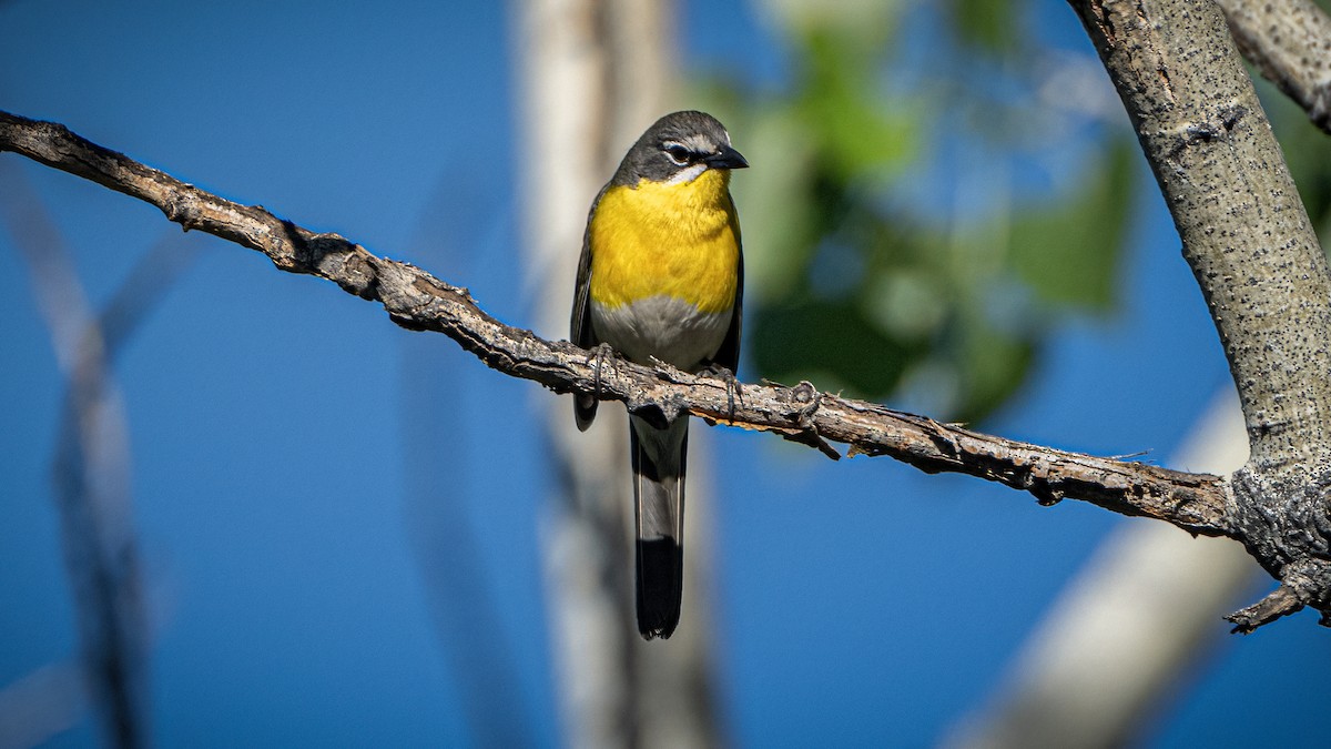Yellow-breasted Chat - ML619222058