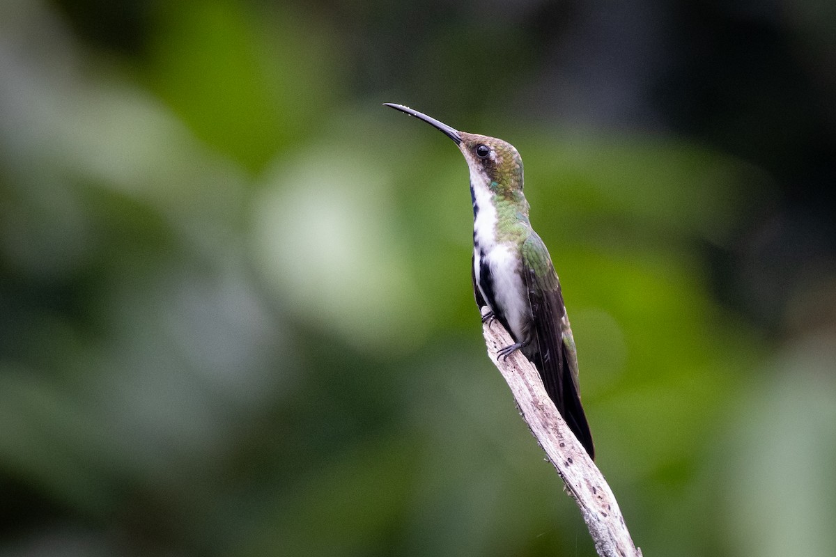 kolibřík tropický - ML619222077