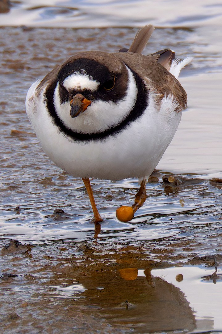 Semipalmated Plover - ML619222092