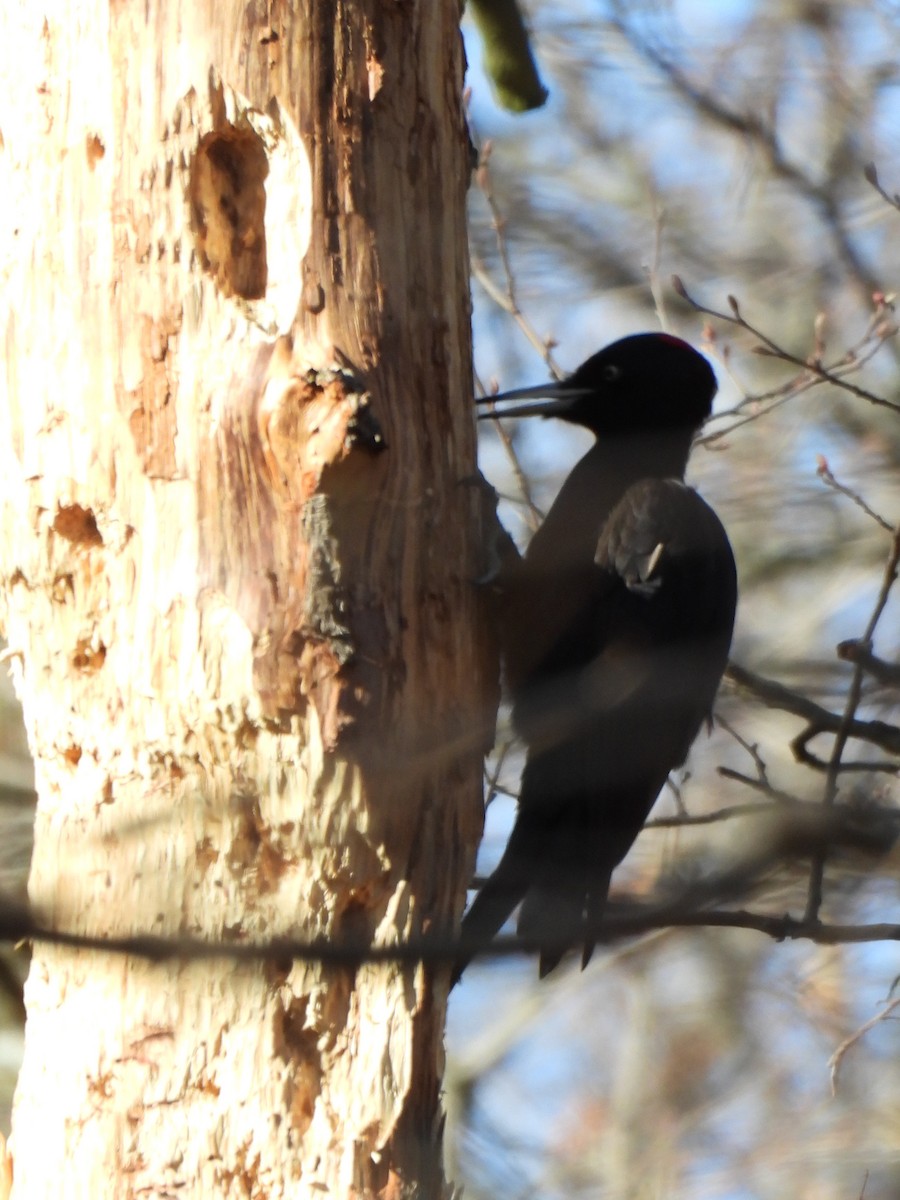 Black Woodpecker - ML619222104