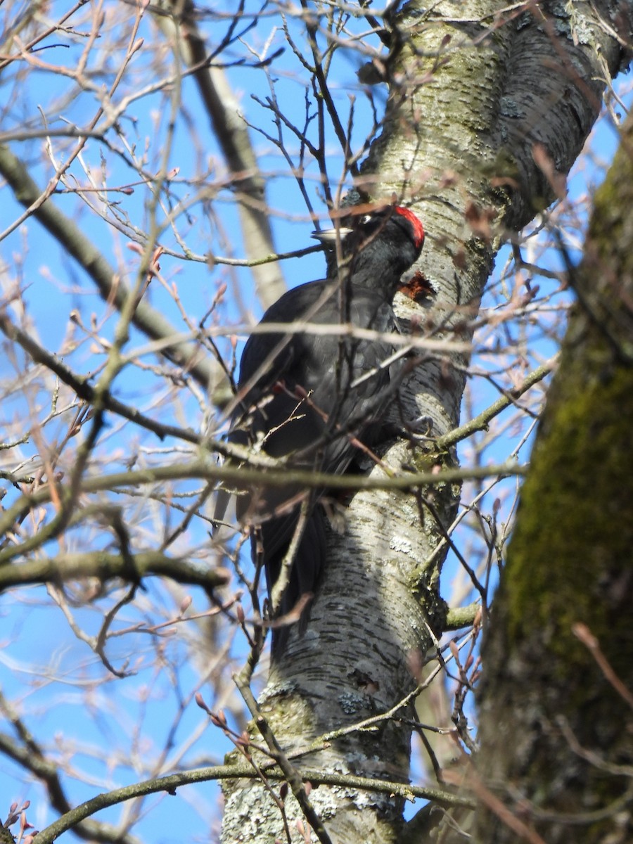 Black Woodpecker - ML619222106