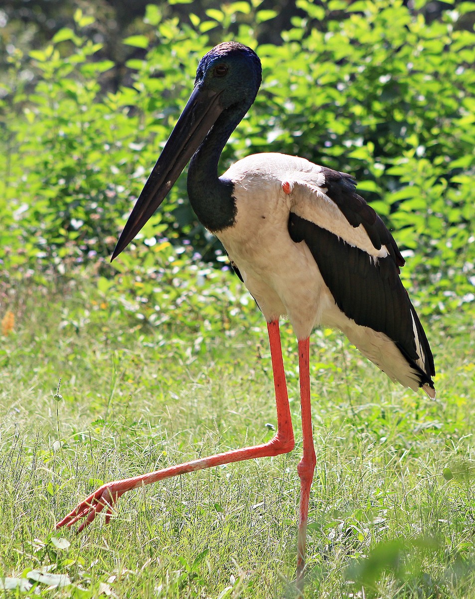 Black-necked Stork - ML619222176