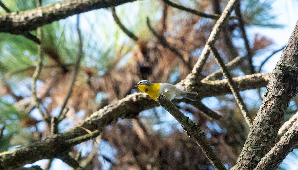 Crescent-chested Warbler - ML619222186