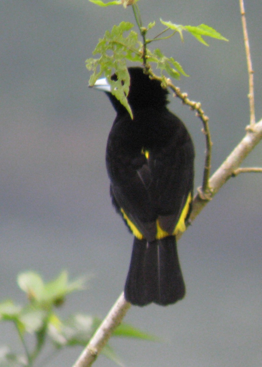 Flame-rumped Tanager - ML619222198