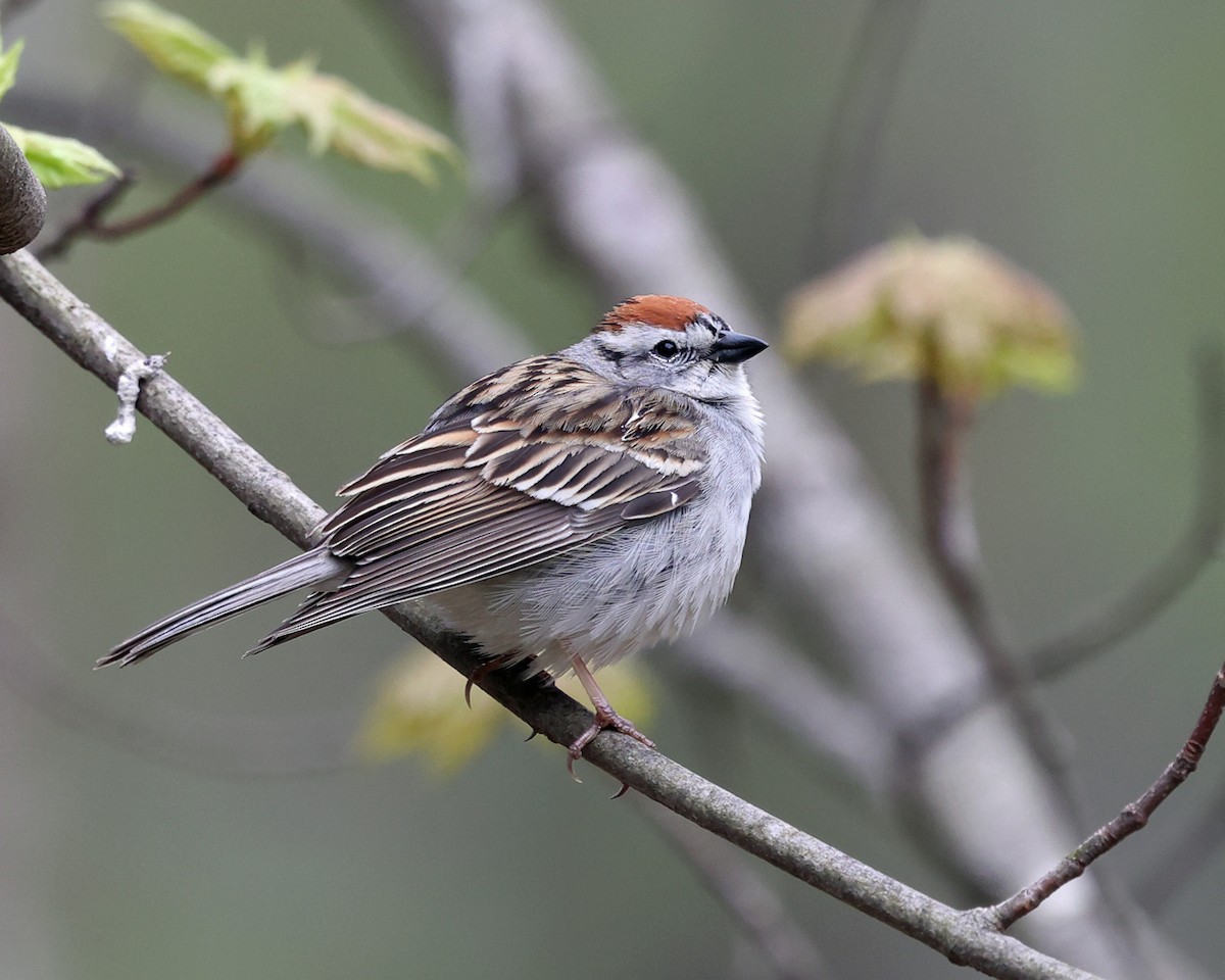Chipping Sparrow - ML619222230