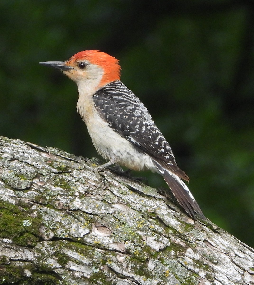 Red-bellied Woodpecker - ML619222233