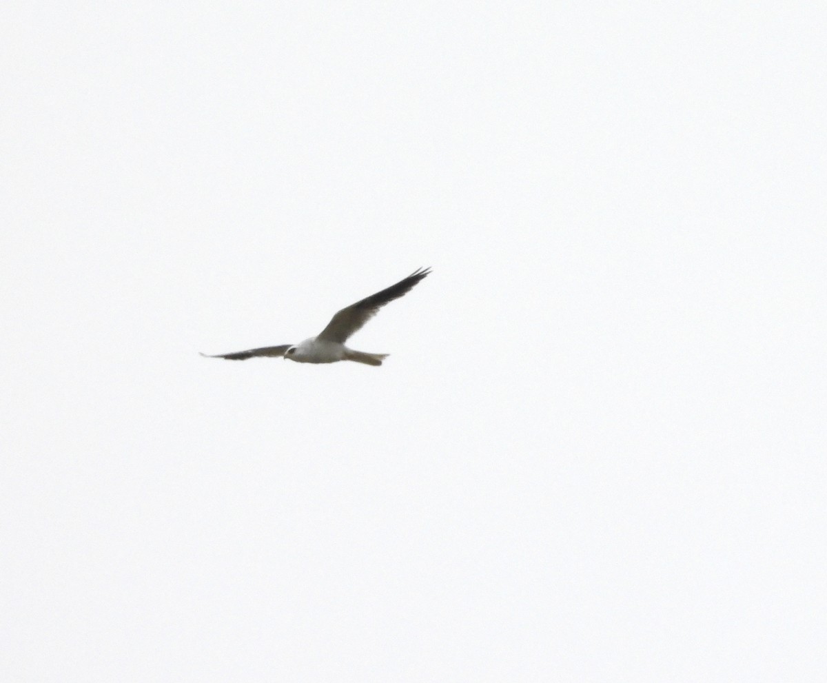 White-tailed Kite - ML619222248