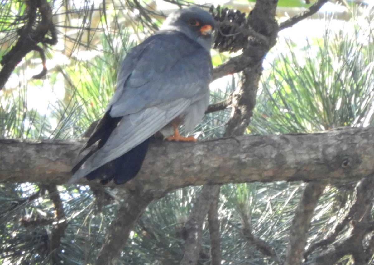 Red-footed Falcon - ML619222298