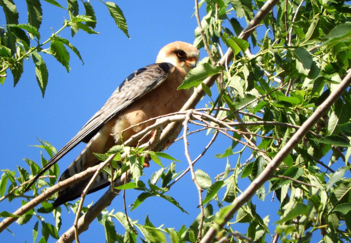 Red-footed Falcon - ML619222299
