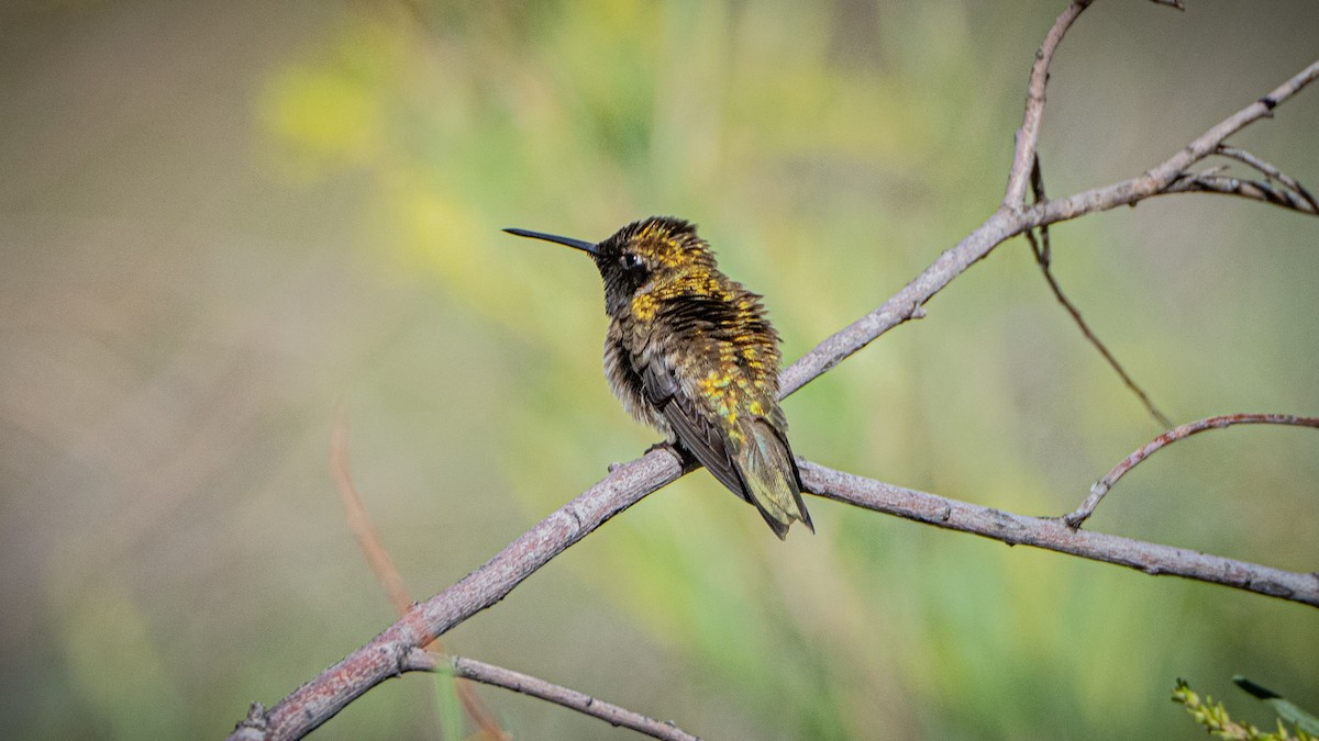 Black-chinned Hummingbird - ML619222324