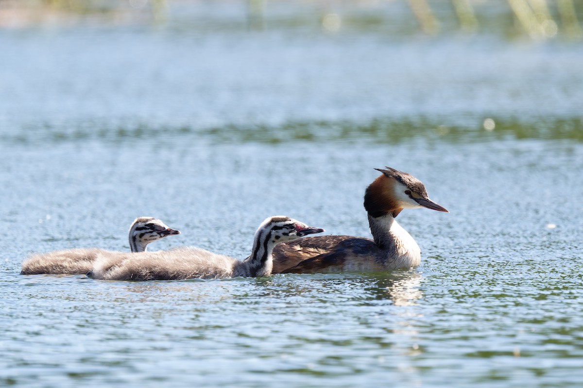 Great Crested Grebe - ML619222325