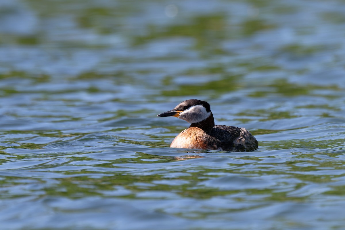 Red-necked Grebe - ML619222331