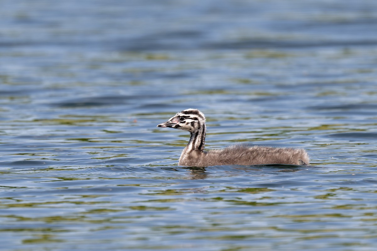 Great Crested Grebe - ML619222341