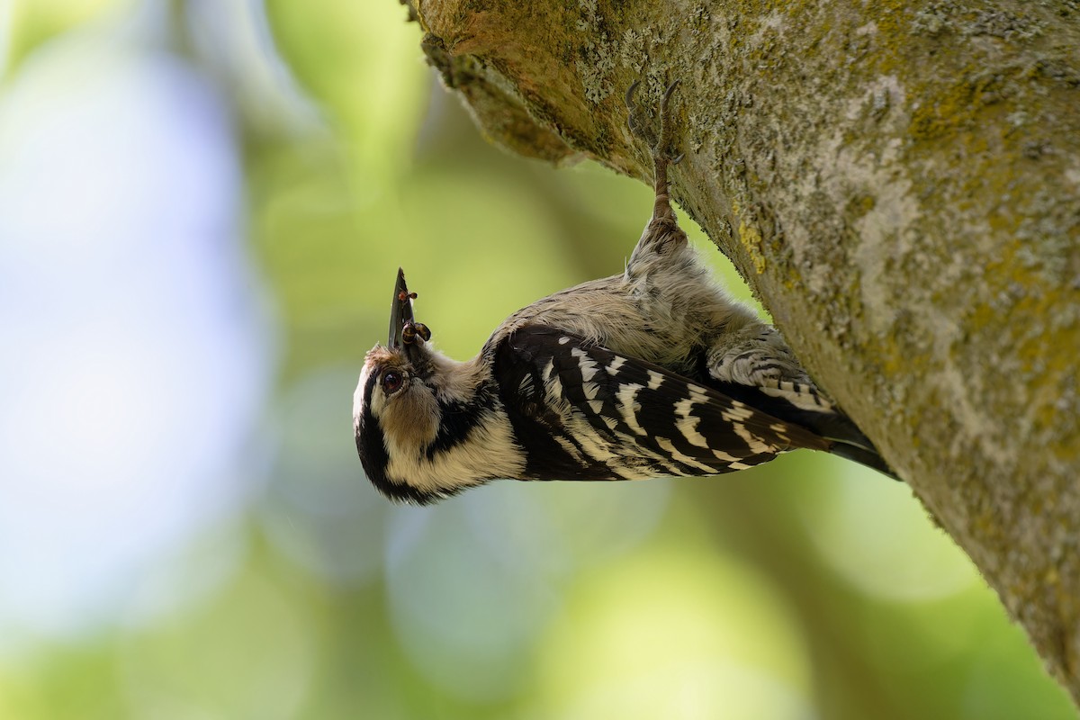 Lesser Spotted Woodpecker - ML619222359