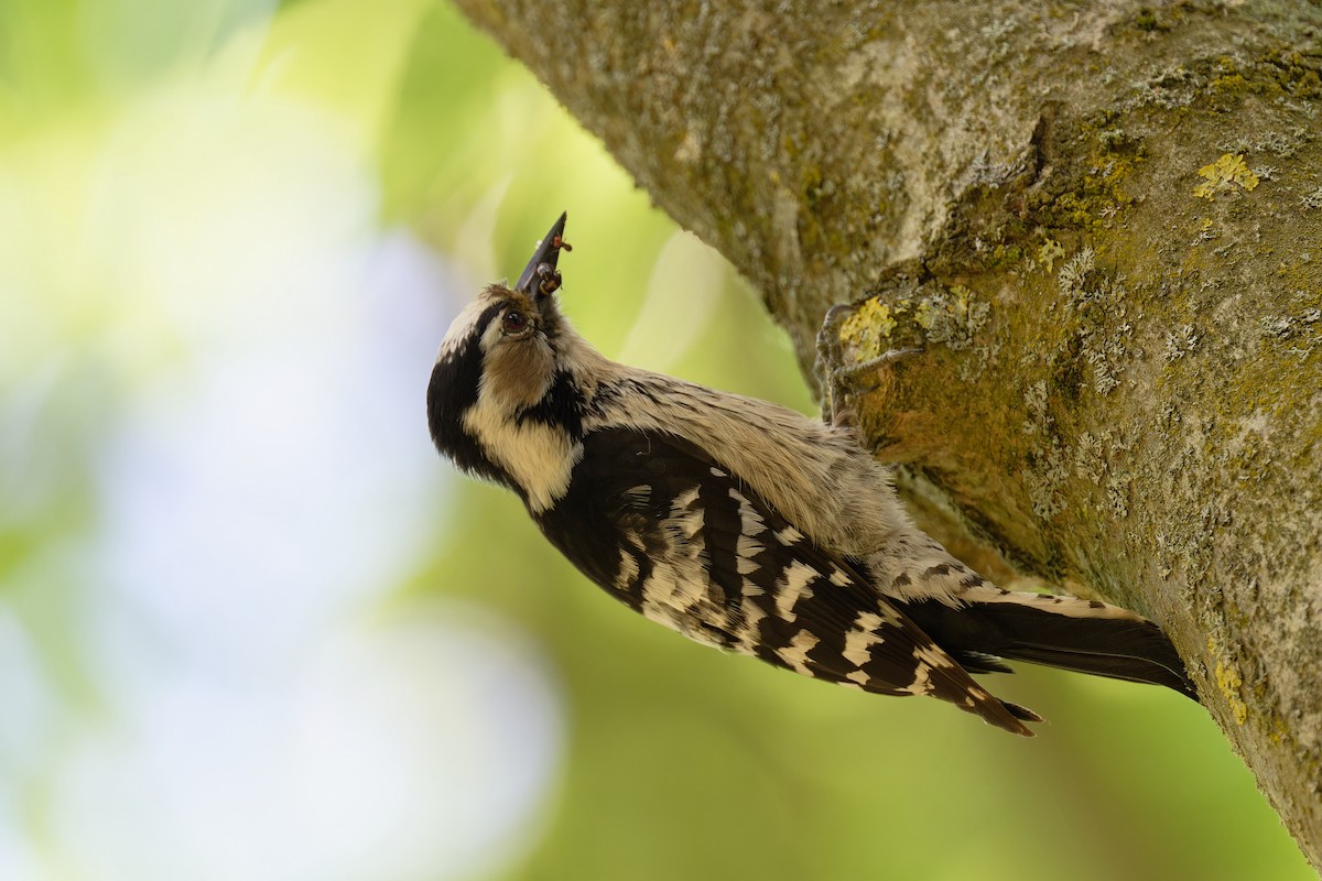 Lesser Spotted Woodpecker - ML619222360