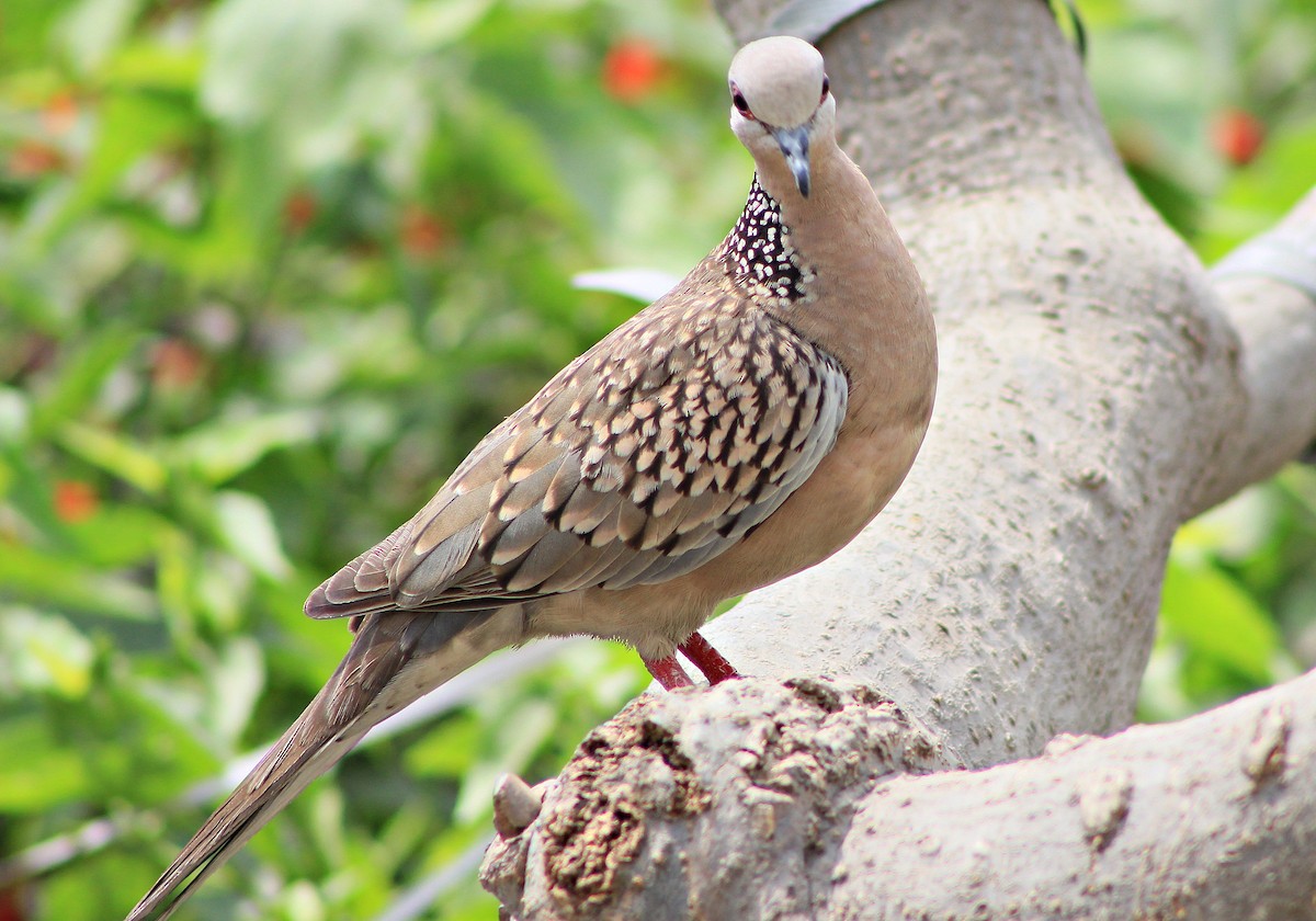 Spotted Dove - ML619222373