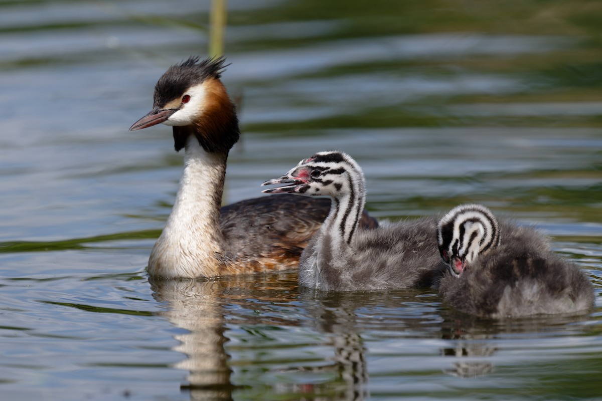 Great Crested Grebe - ML619222384