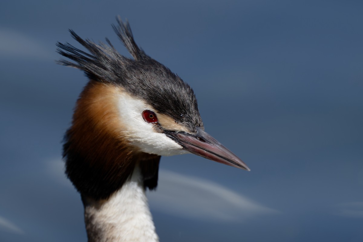 Great Crested Grebe - ML619222388