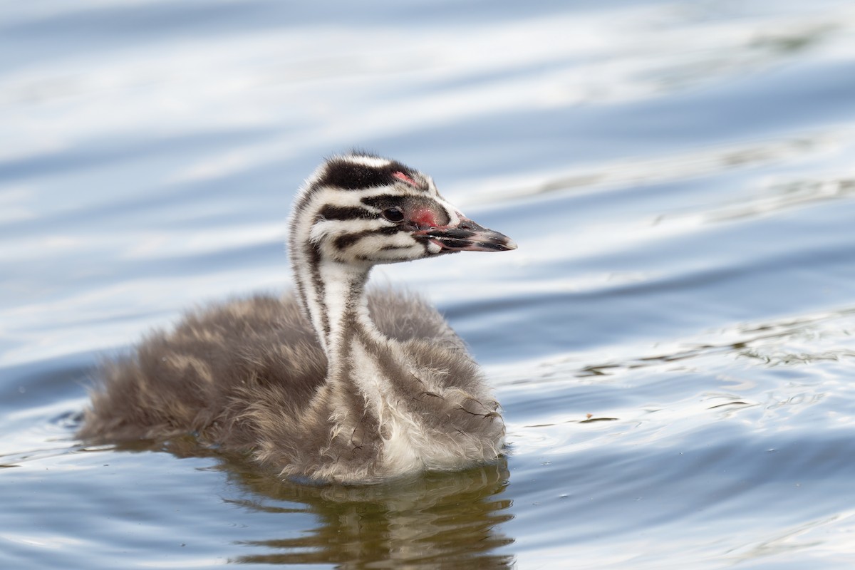 Great Crested Grebe - ML619222394