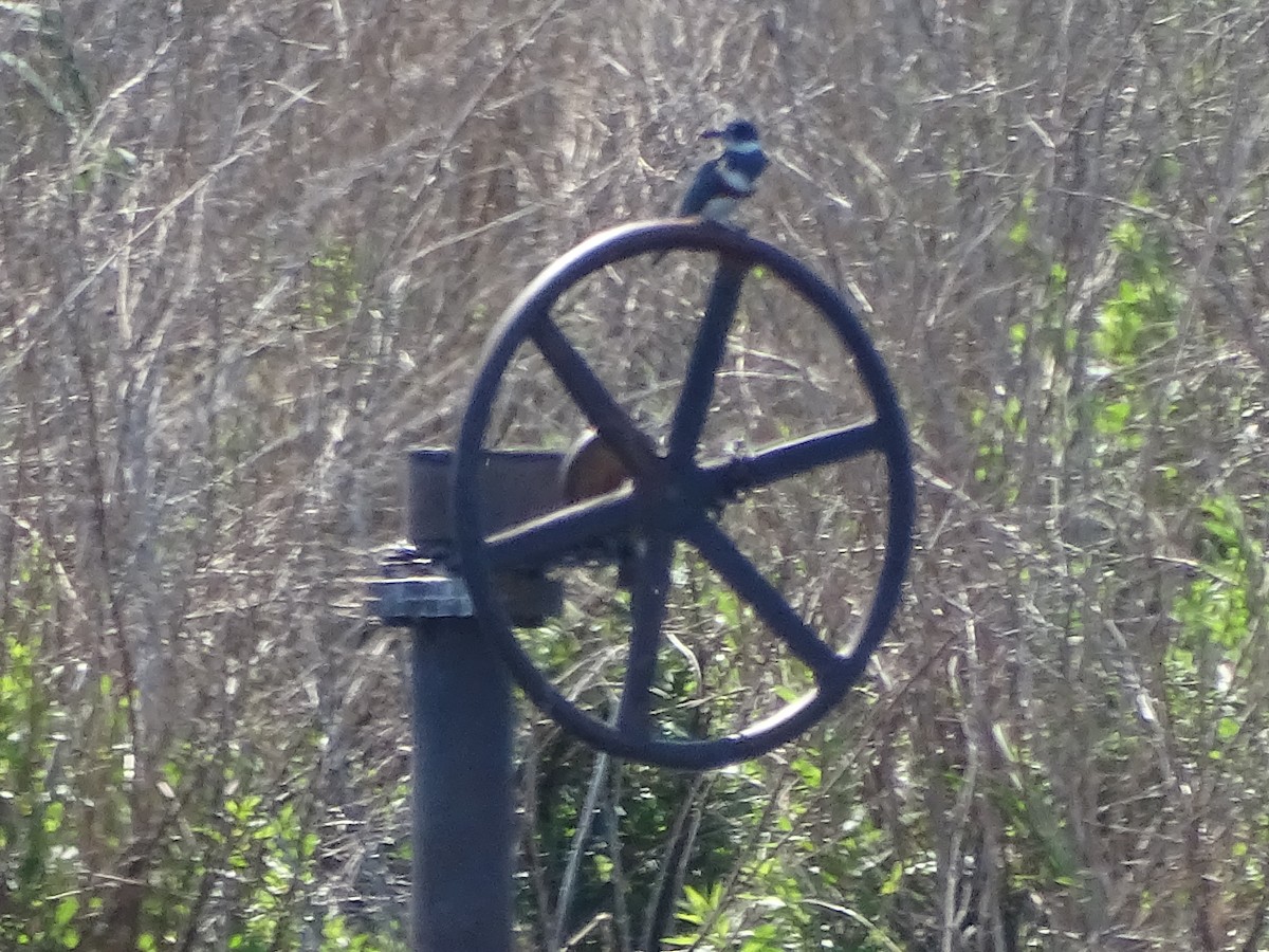 Belted Kingfisher - ML619222401