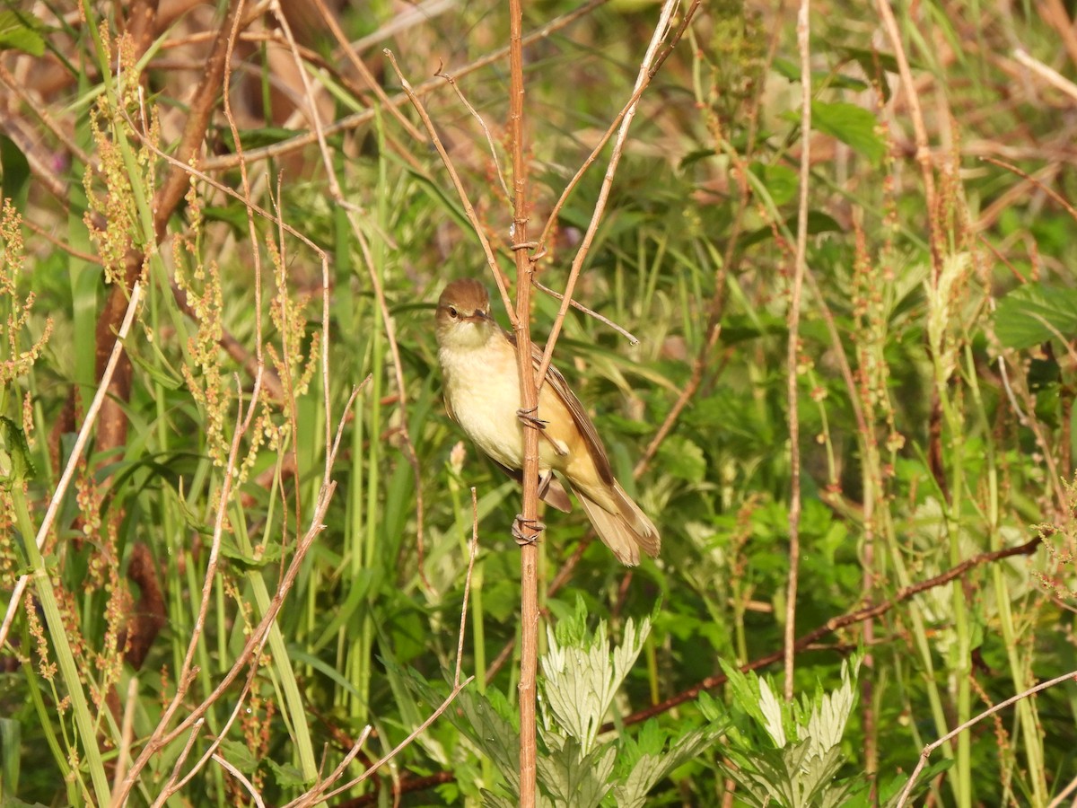 Oriental Reed Warbler - ML619222410