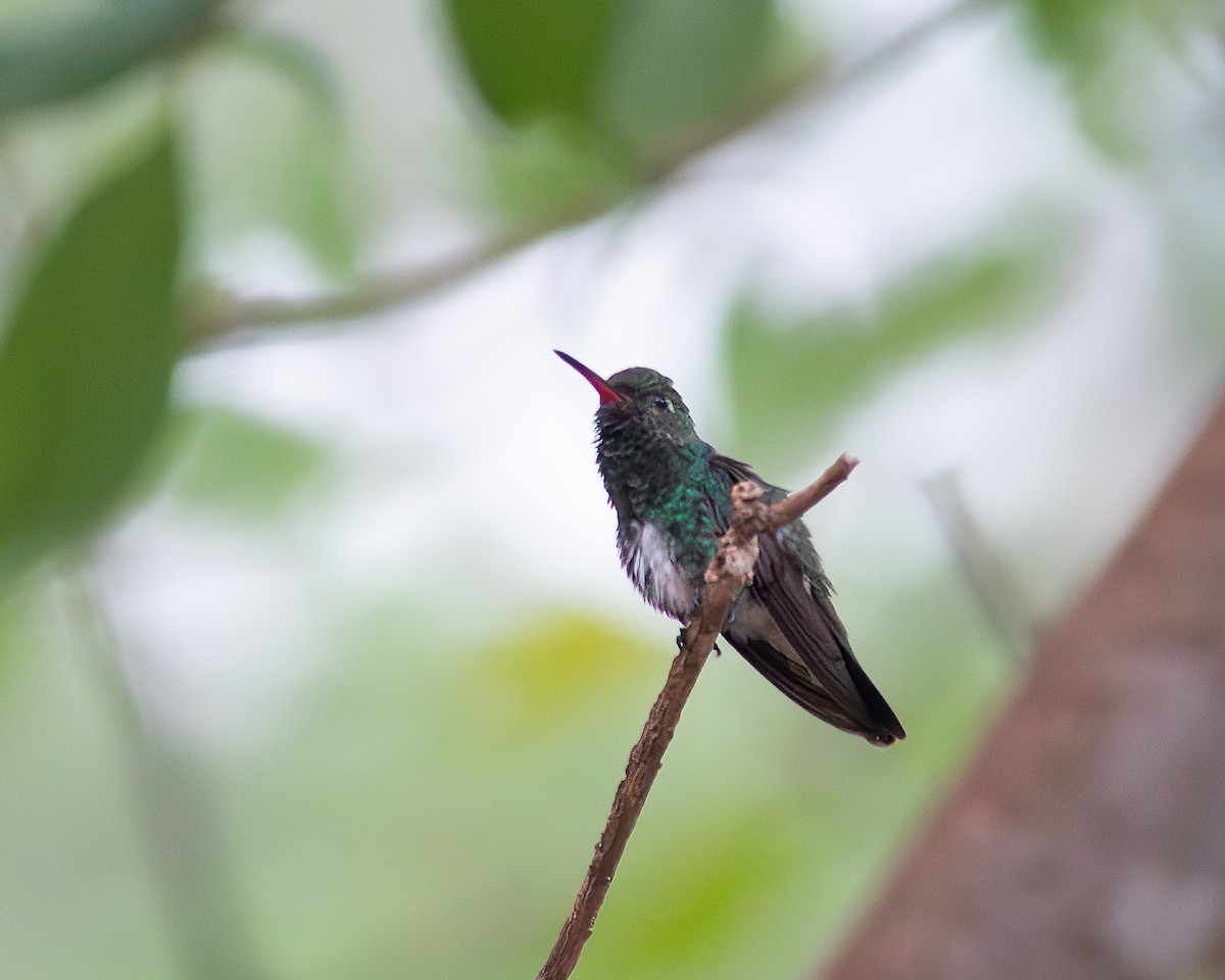 kolibřík zrcadlový - ML619222413