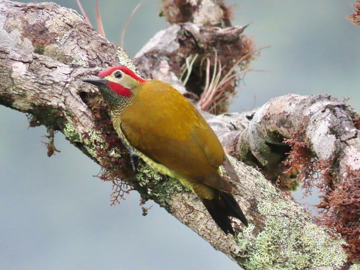 Golden-olive Woodpecker - ML619222429