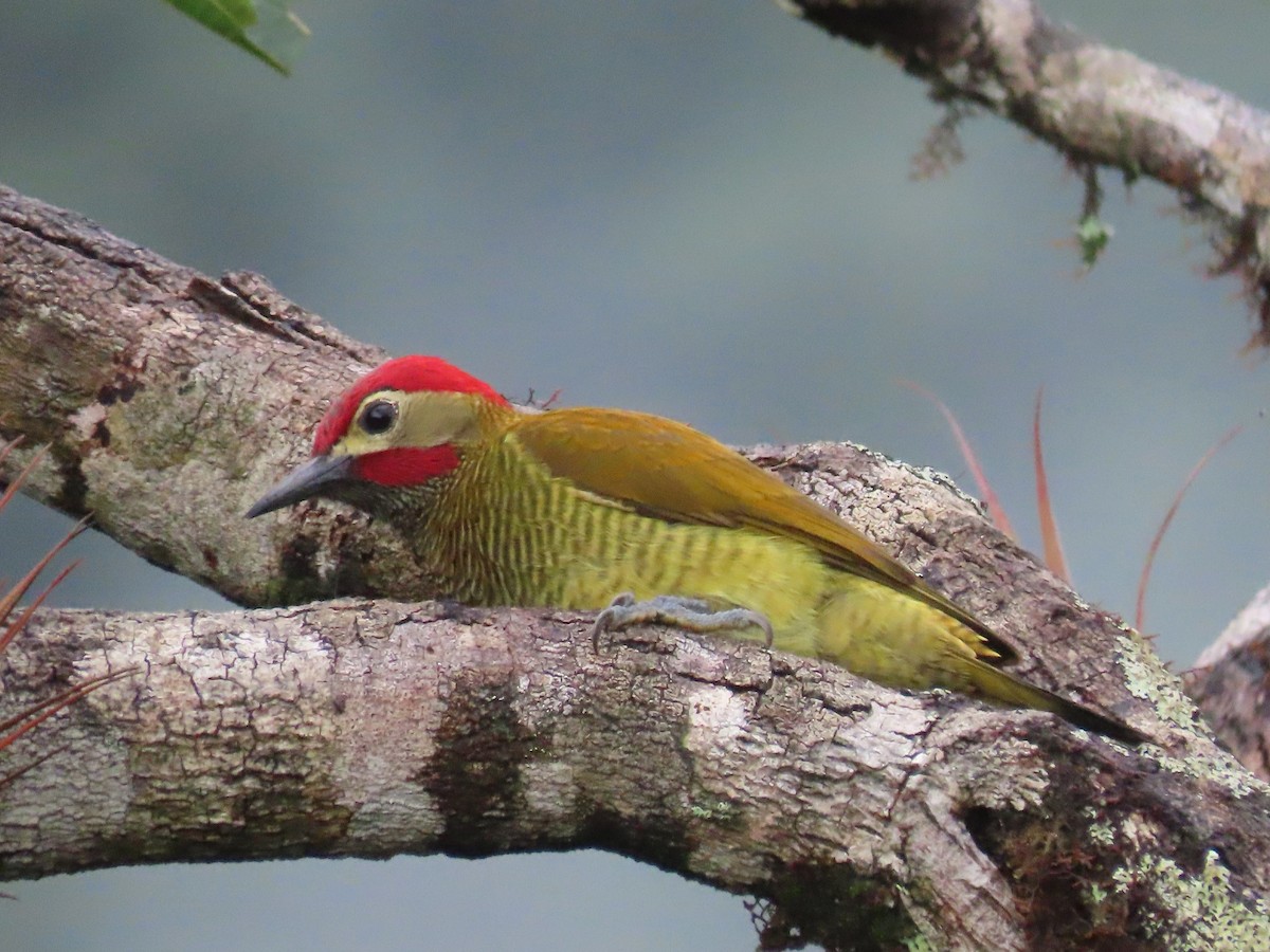 Golden-olive Woodpecker - ML619222432