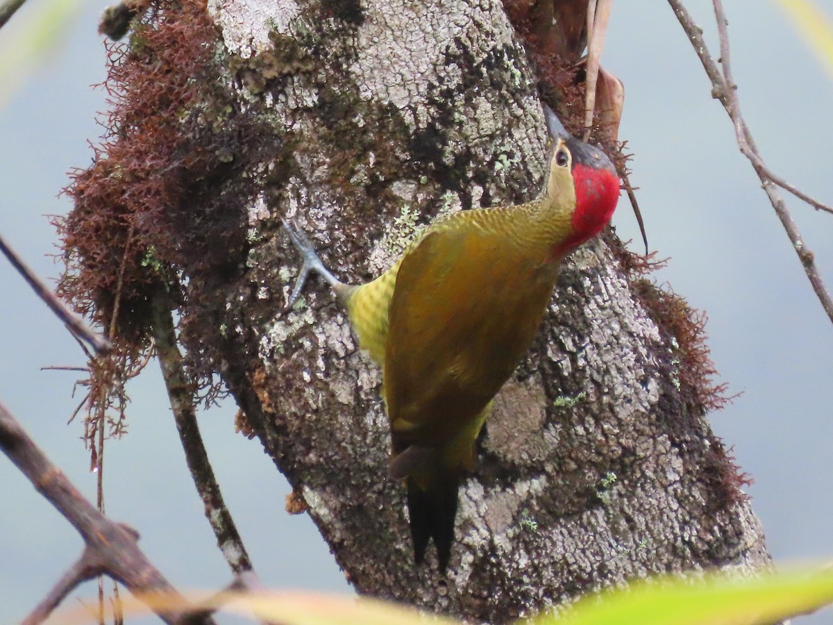 Golden-olive Woodpecker - ML619222436