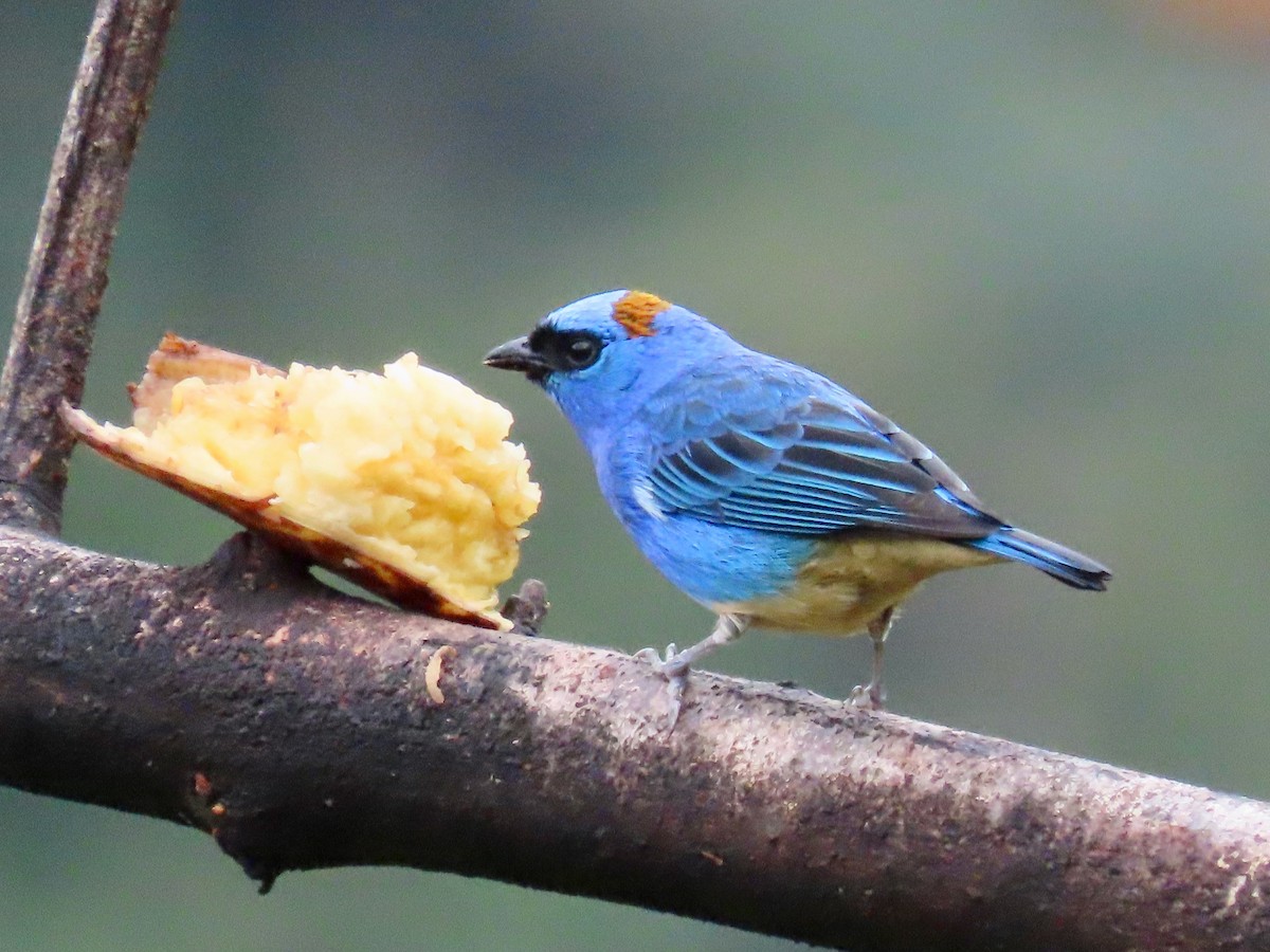 Golden-naped Tanager - ML619222484