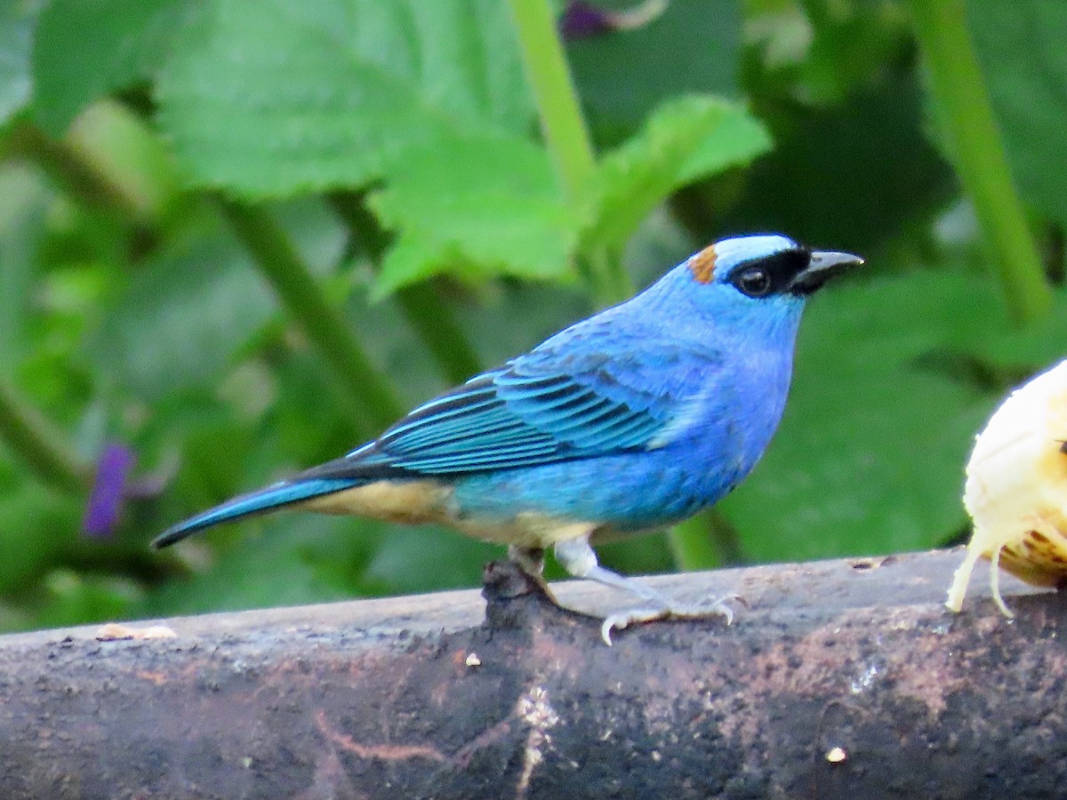 Golden-naped Tanager - ML619222488