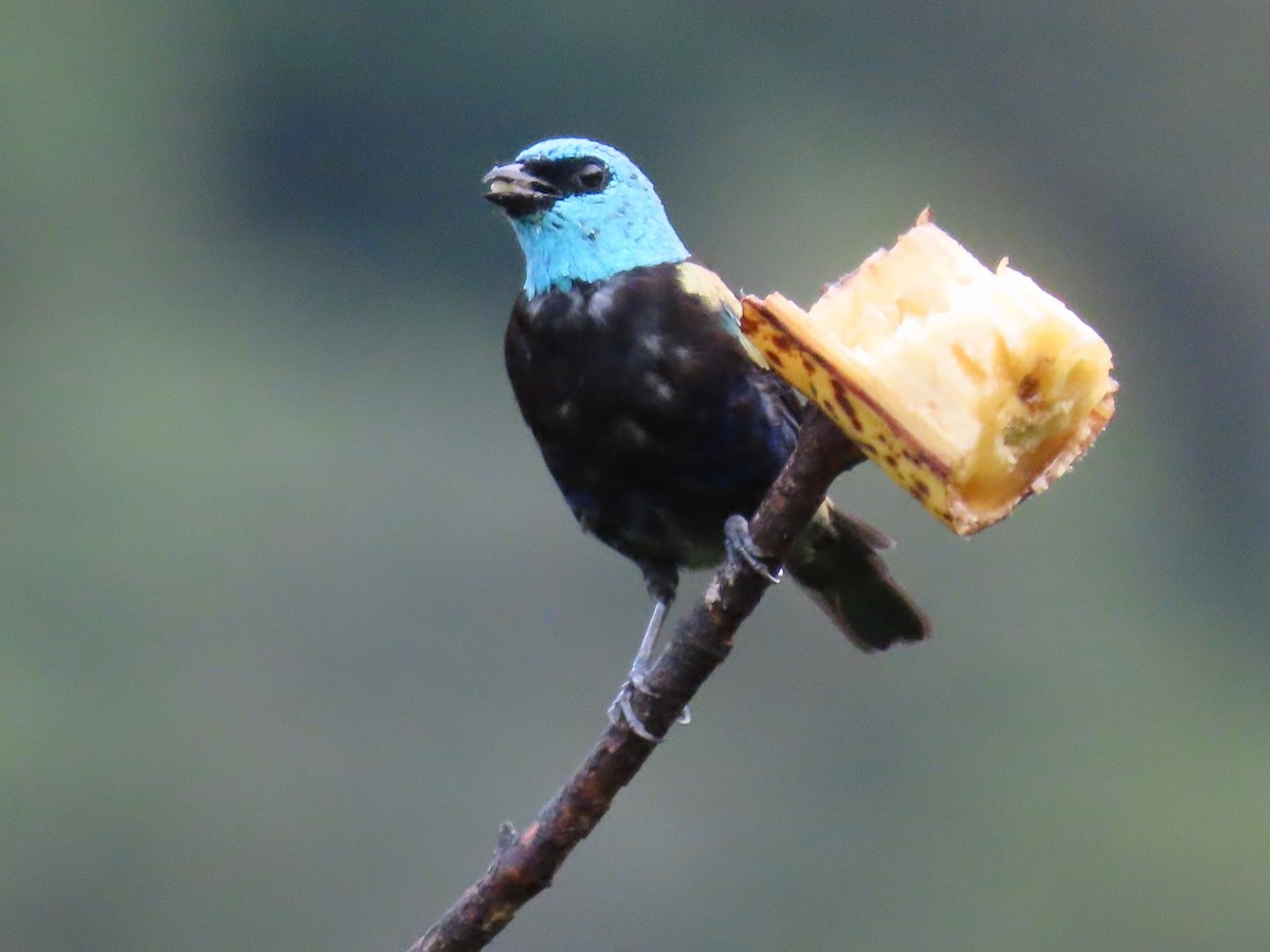 Blue-necked Tanager - ML619222500