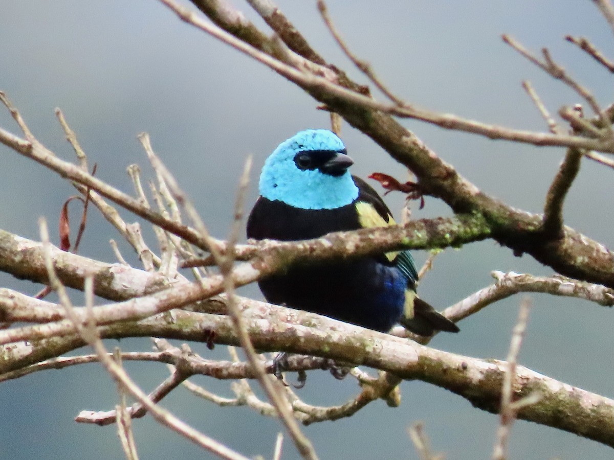 Blue-necked Tanager - ML619222502