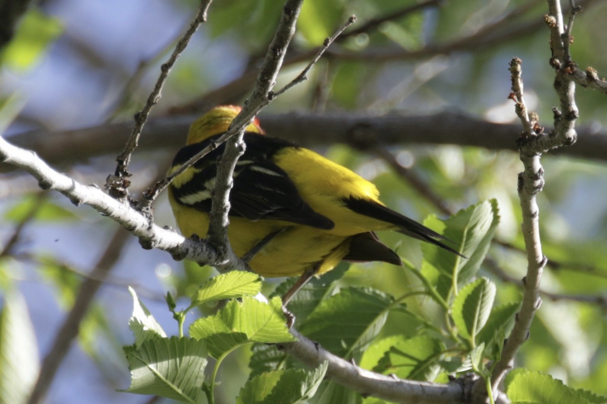 Western Tanager - ML619222564