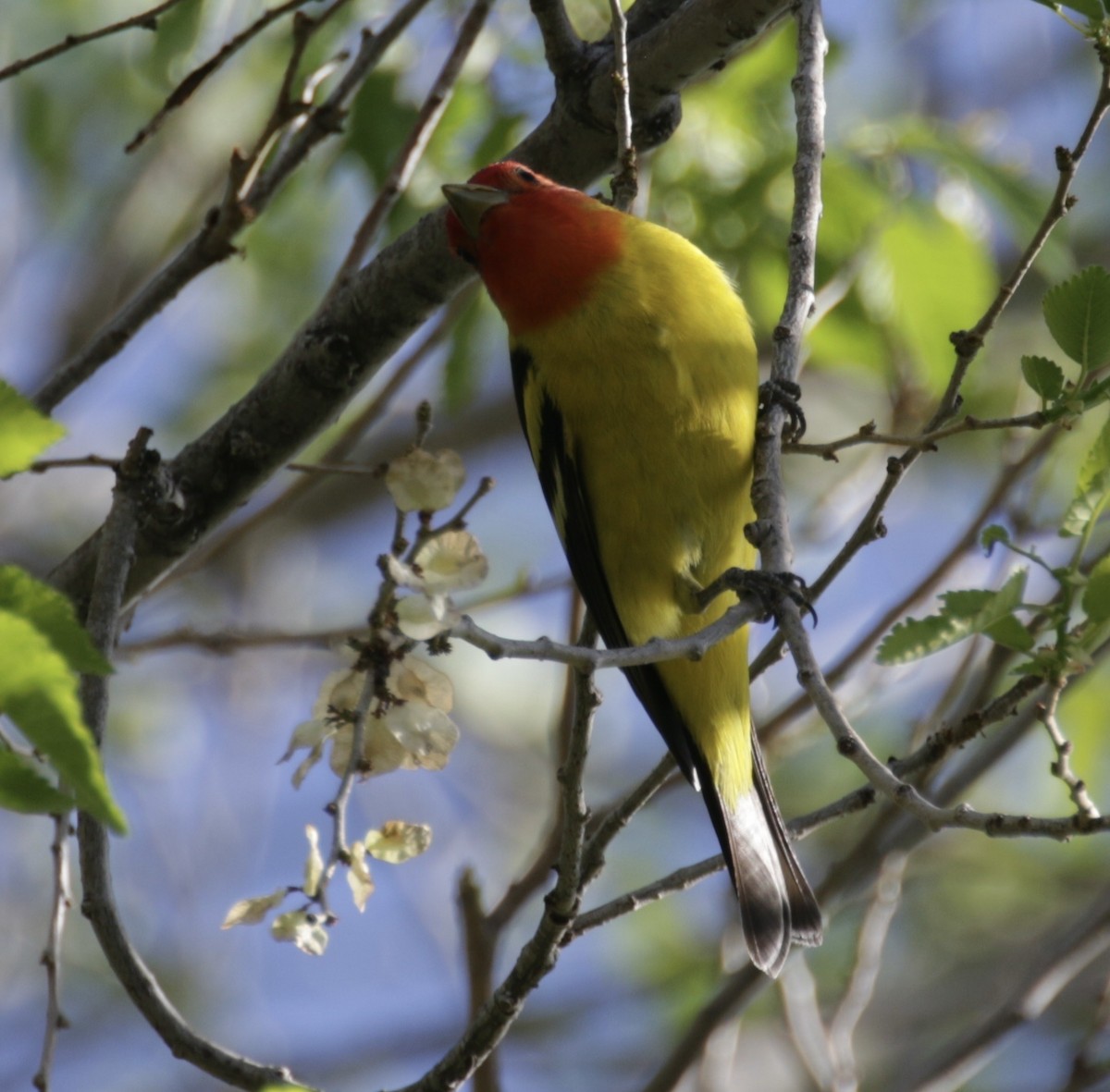 Western Tanager - ML619222565