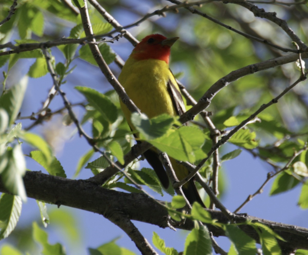 Western Tanager - ML619222566