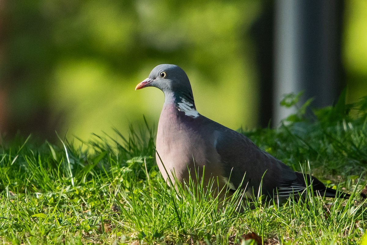 Common Wood-Pigeon - ML619222613