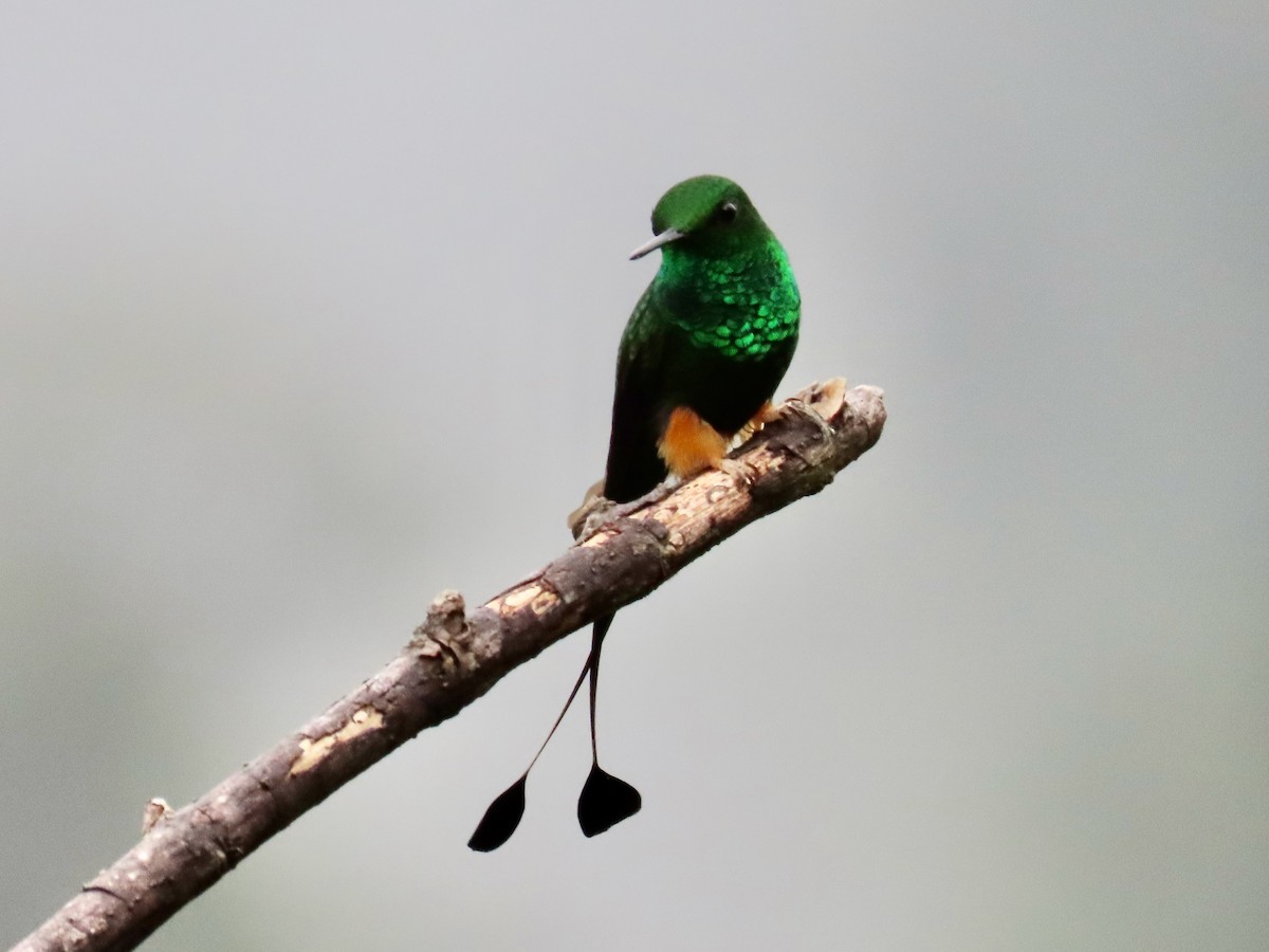 Rufous-booted Racket-tail - ML619222655