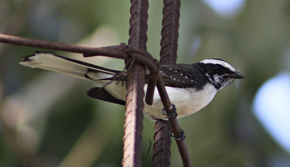 White-throated Fantail - ML619222711