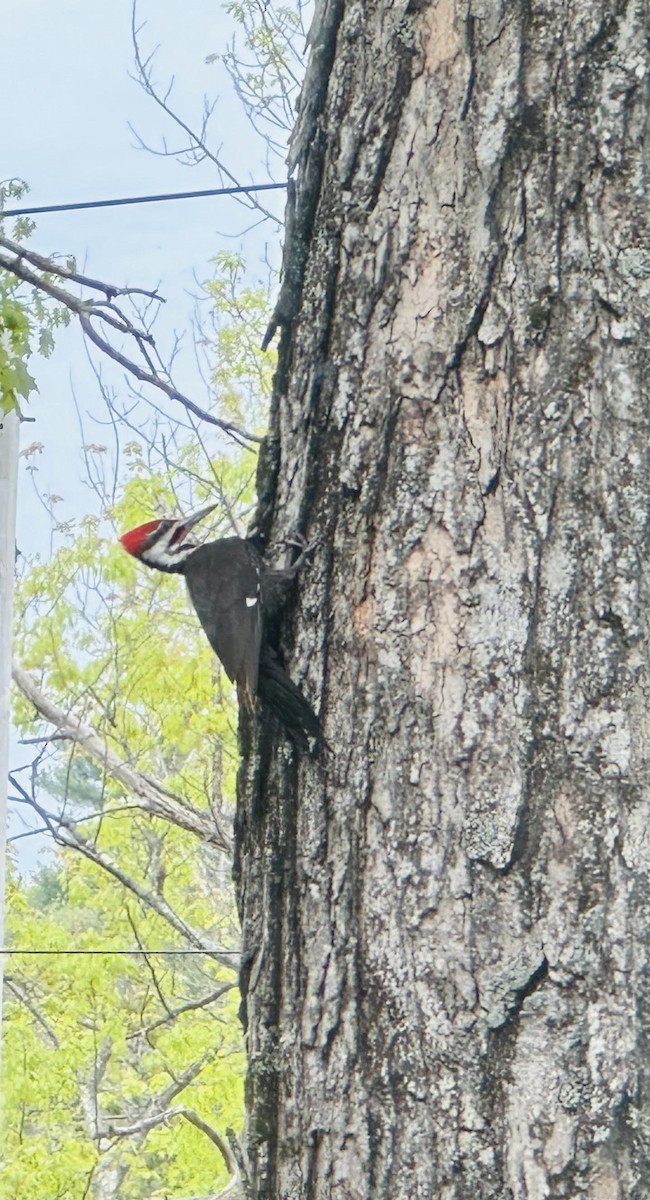 Pileated Woodpecker - ML619222743