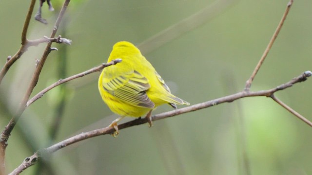 Yellow Warbler - ML619222777