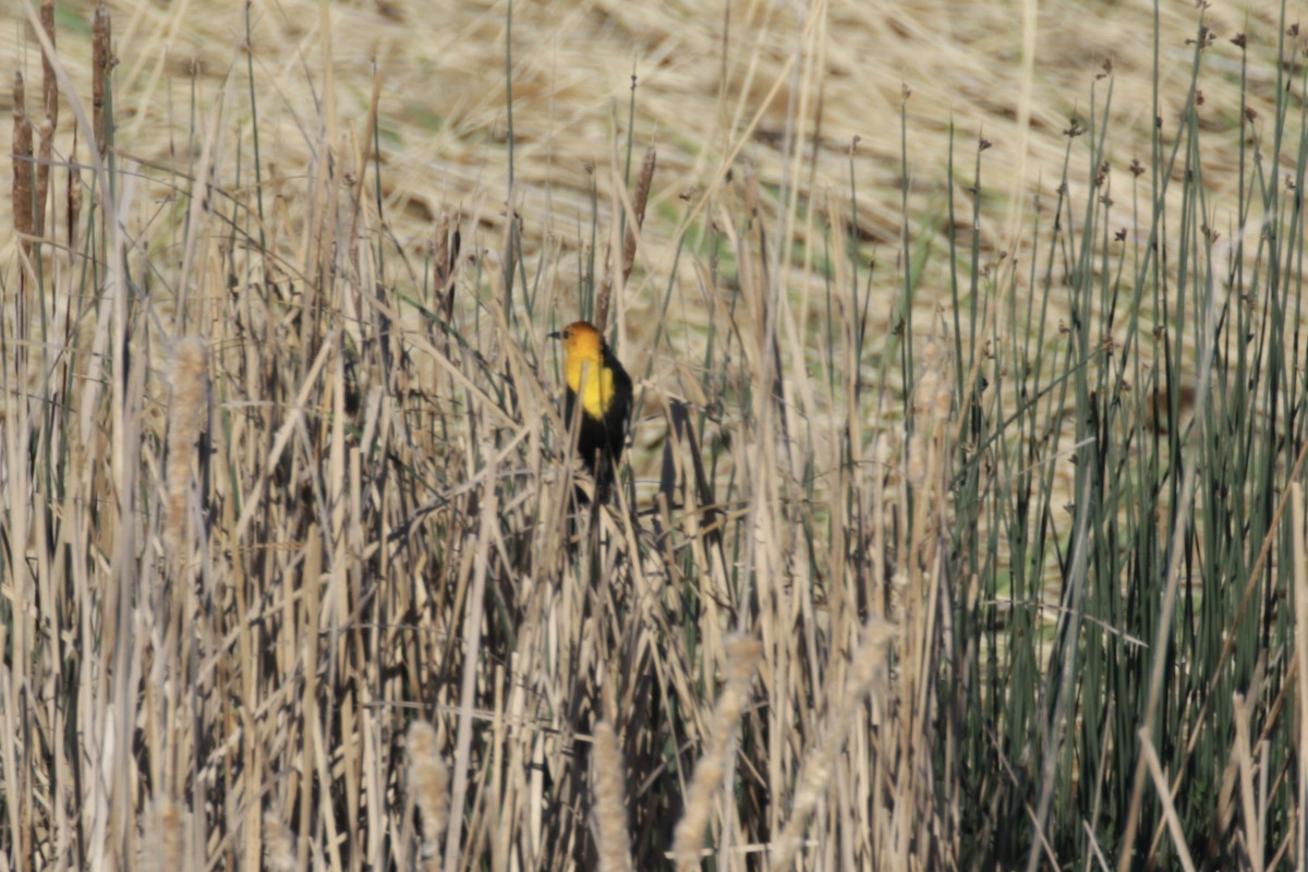 Yellow-headed Blackbird - ML619222807