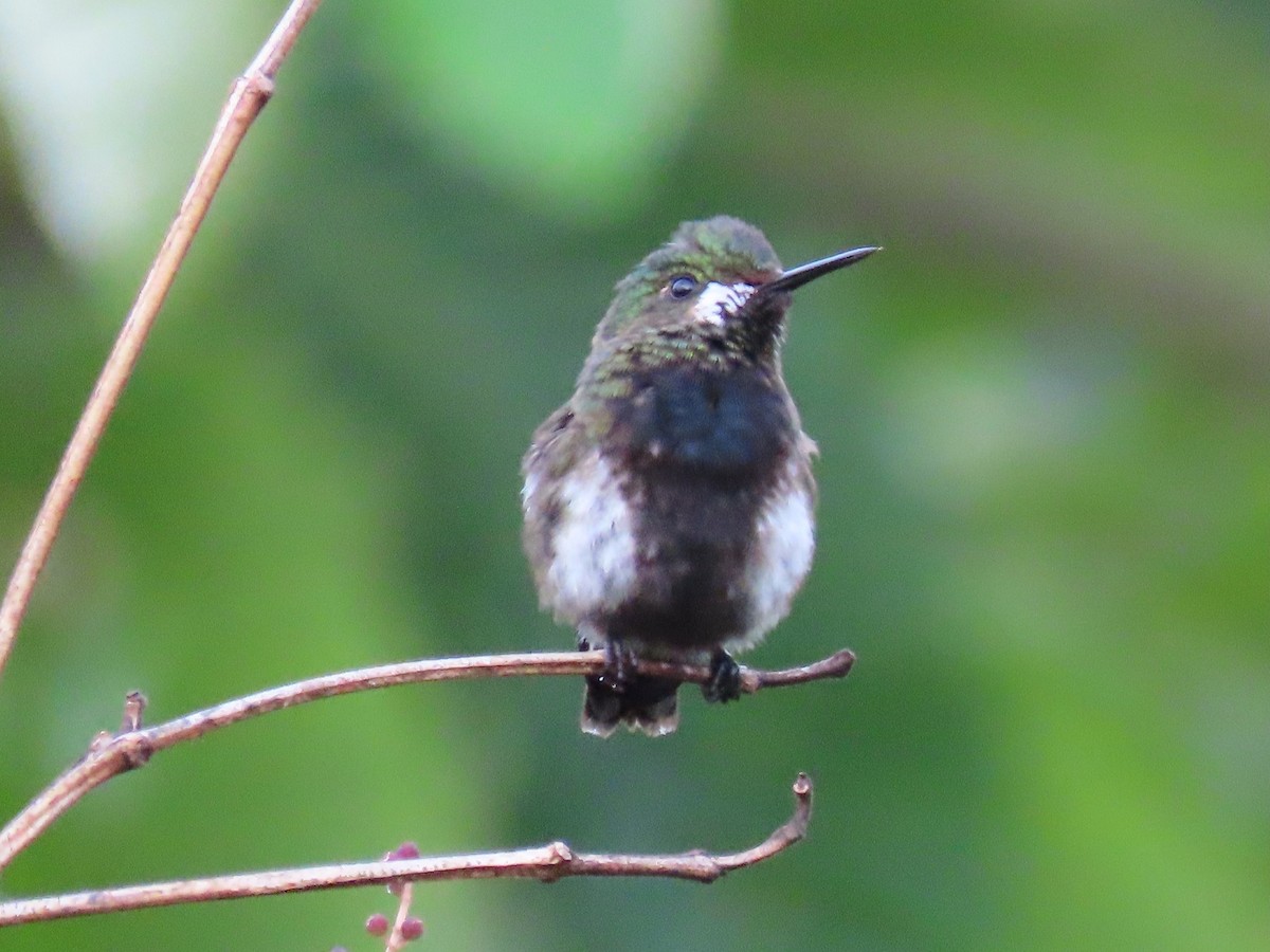 Wire-crested Thorntail - ML619222815