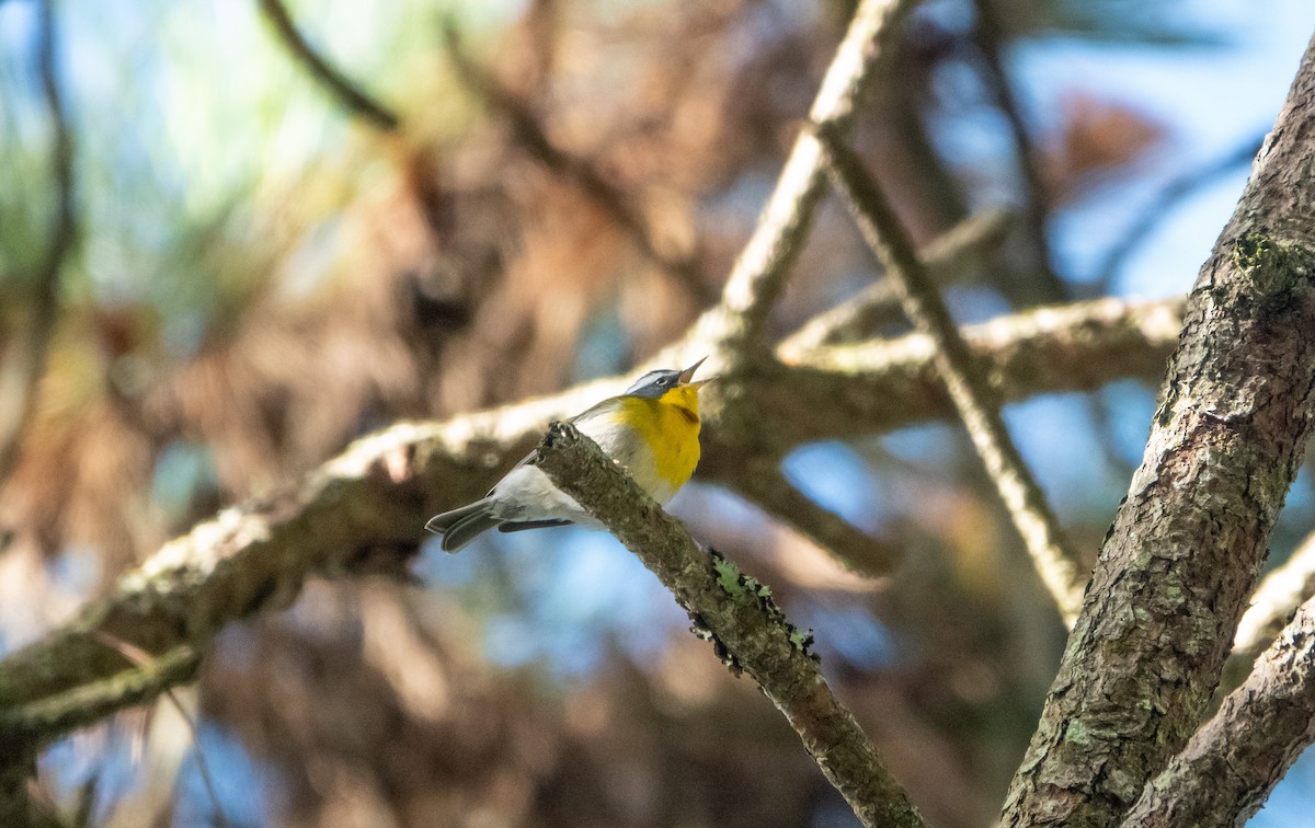Crescent-chested Warbler - ML619222830