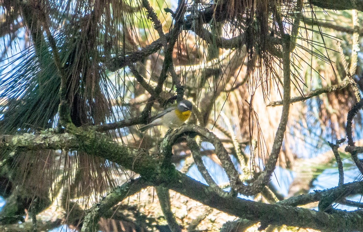 Crescent-chested Warbler - ML619222838