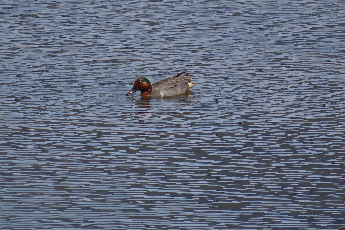 Green-winged Teal - ML619222840